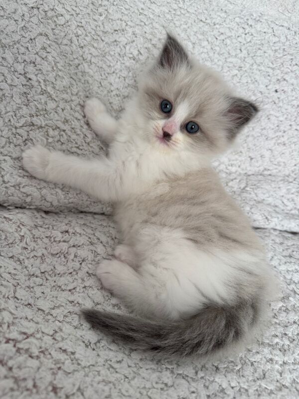 Ragdoll kittens for sale in London, Greater London – 11 weeks old - Image 8 of 8