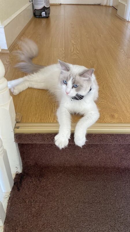 Ragdoll kittens for sale in Islington, Greater London – 1 year old