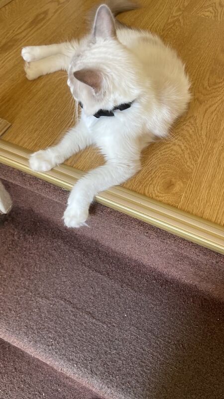 Ragdoll kittens for sale in Islington, Greater London – 1 year old - Image 2 of 3