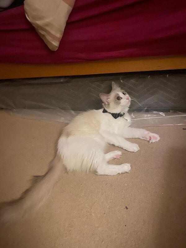 Ragdoll kittens for sale in Islington, Greater London – 1 year old - Image 3 of 3
