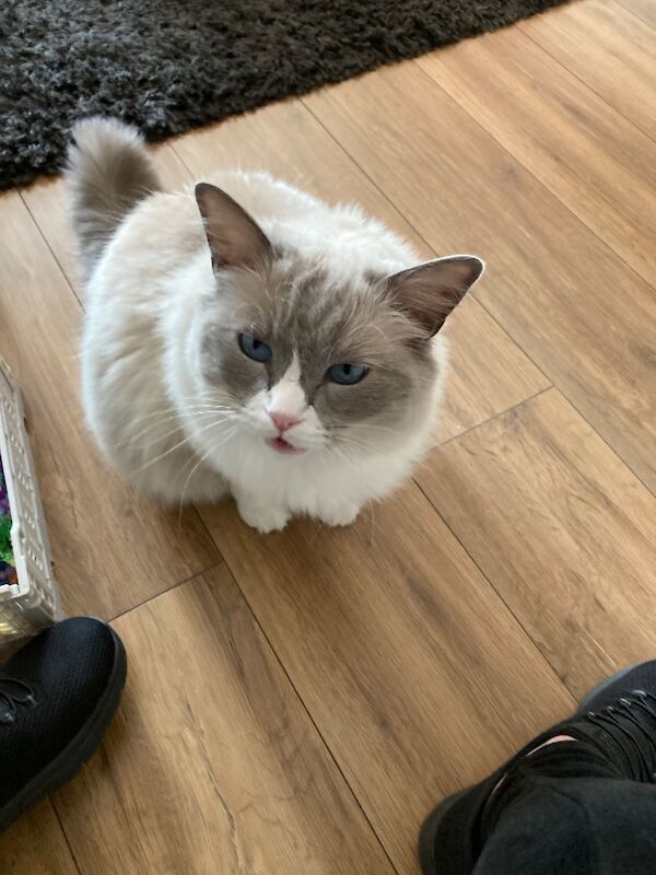 Female rag doll