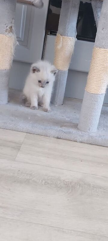 Female ragdoll for sale in Irvine, Ayrshire and Arran