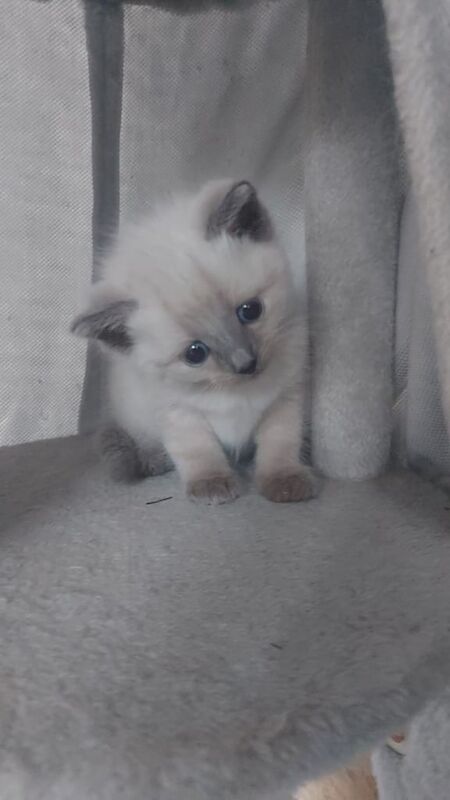 Female ragdoll for sale in Irvine, Ayrshire and Arran | Image 2