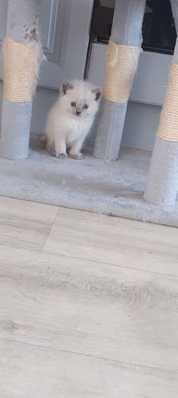 Female ragdoll for sale in Irvine, Ayrshire and Arran | Image 3