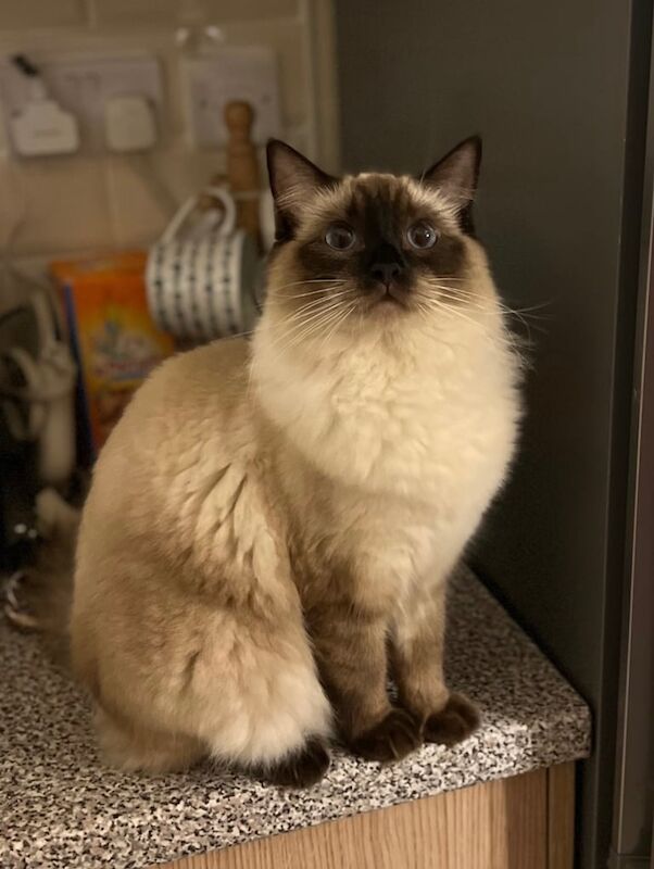 Female ragdoll for sale in Halesowen, West Midlands