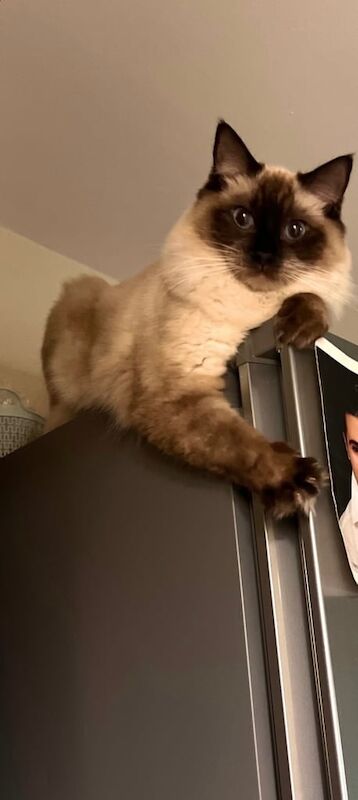 Female ragdoll for sale in Halesowen, West Midlands | Image 2