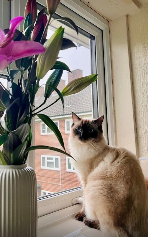 Female ragdoll for sale in Halesowen, West Midlands | Image 3