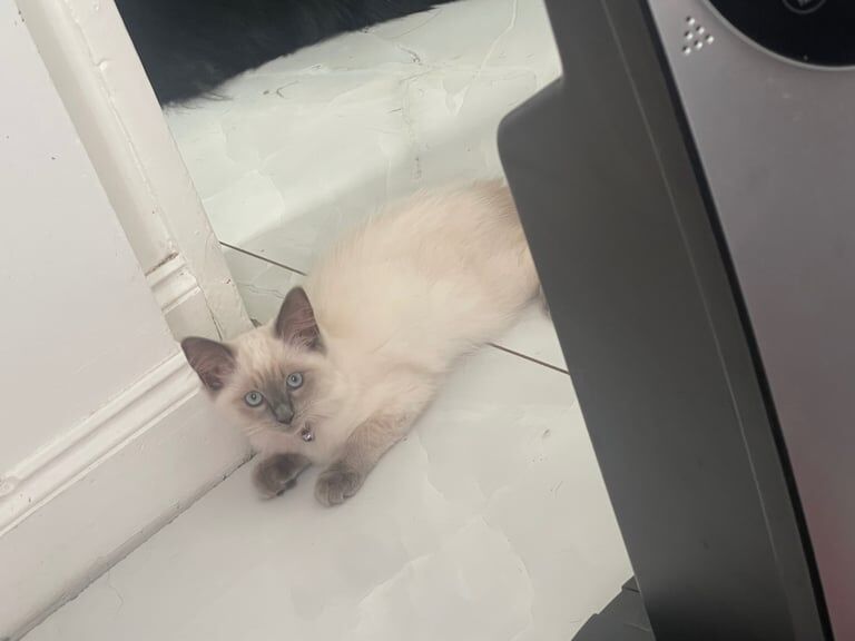 Ragdoll kittens for sale in Romford, Greater London – 11 weeks old