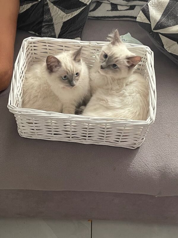 Ragdoll kittens for sale in Romford, Greater London – 11 weeks old - Image 2 of 3
