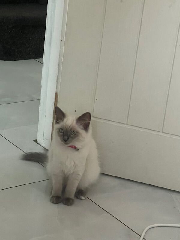 Ragdoll kittens for sale in Romford, Greater London – 11 weeks old - Image 3 of 3