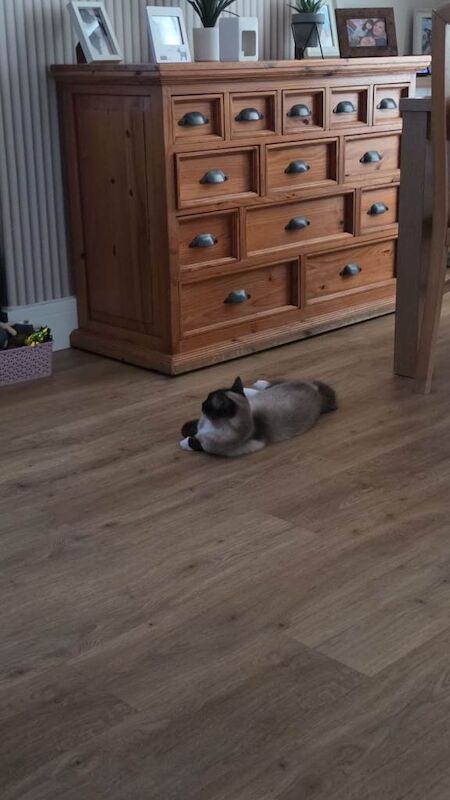 Female ragdoll - Image 2 of 2