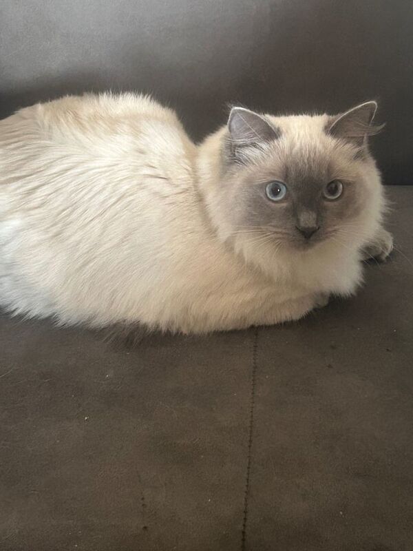 Female Ragdoll blue Point 6 months old