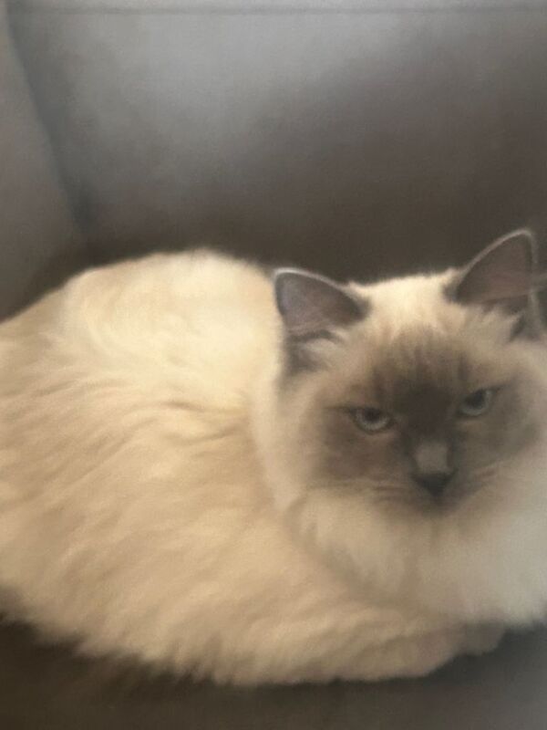 Female Ragdoll blue Point 6 months old - Image 2 of 3