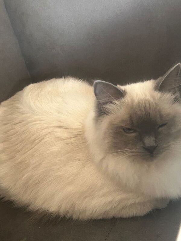 Female Ragdoll blue Point 6 months old - Image 3 of 3