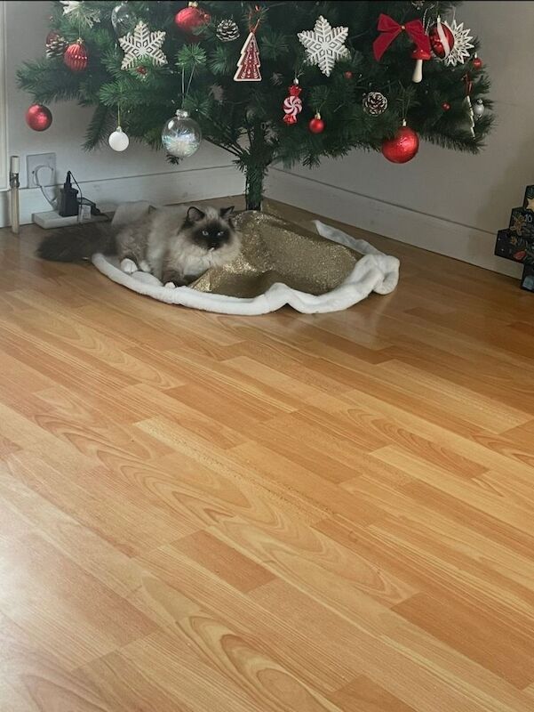 Ragdoll Kittens For Sale