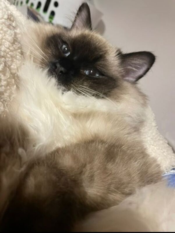 Ragdoll kittens for sale in Macduff, Banffshire – 1 year old - Image 2 of 2