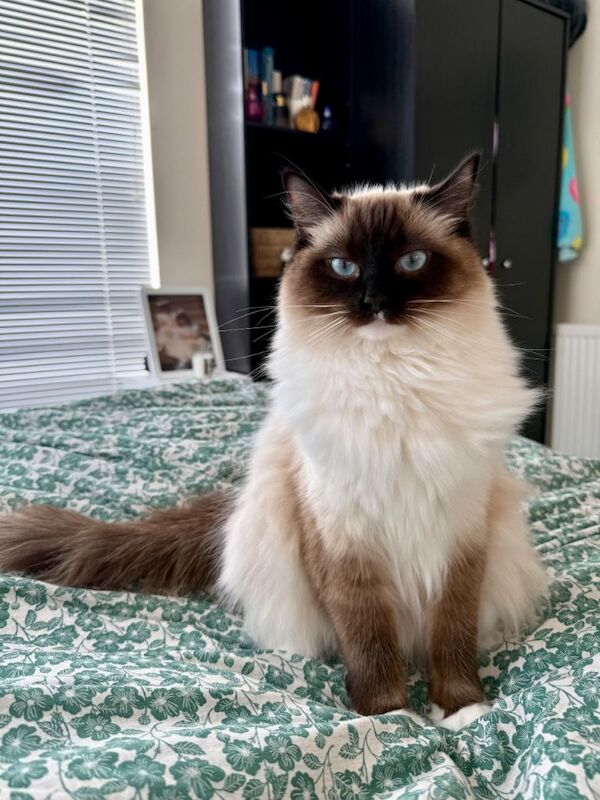Ragdoll Kittens For Sale