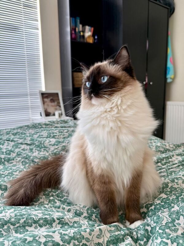 Female Ragdoll Cat Age 1 - Image 2 of 3