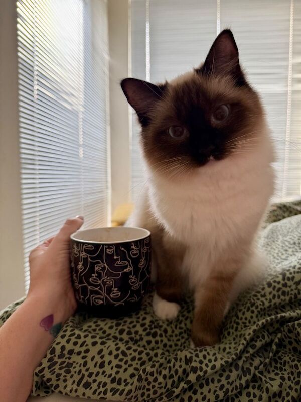Female Ragdoll Cat Age 1 - Image 3 of 3