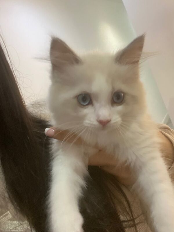 Ragdoll kittens for sale in Leicester, Leicestershire – 11 weeks old