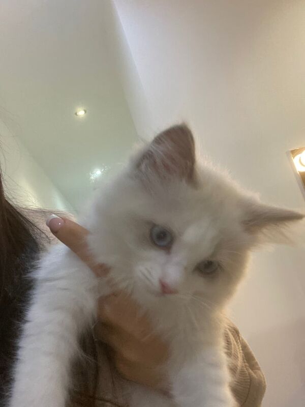 Ragdoll kittens for sale in Leicester, Leicestershire – 11 weeks old - Image 2 of 2