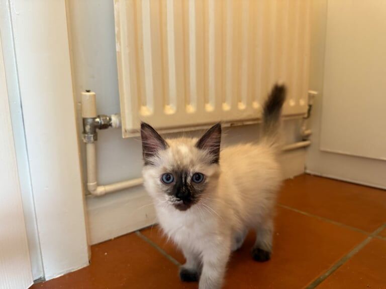 Ragdoll kittens for sale in Birstall, Leicestershire – 3 months old
