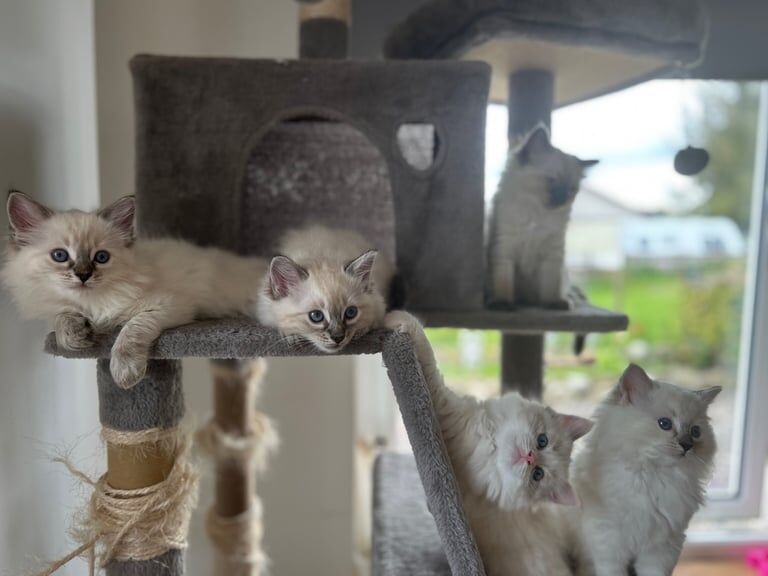 Female Ragdoll kittens for sale in Coupar Angus, Perth and Kinross