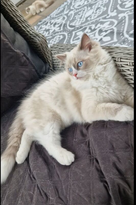 Ragdoll kittens for sale in Colchester, Essex – 3 months old
