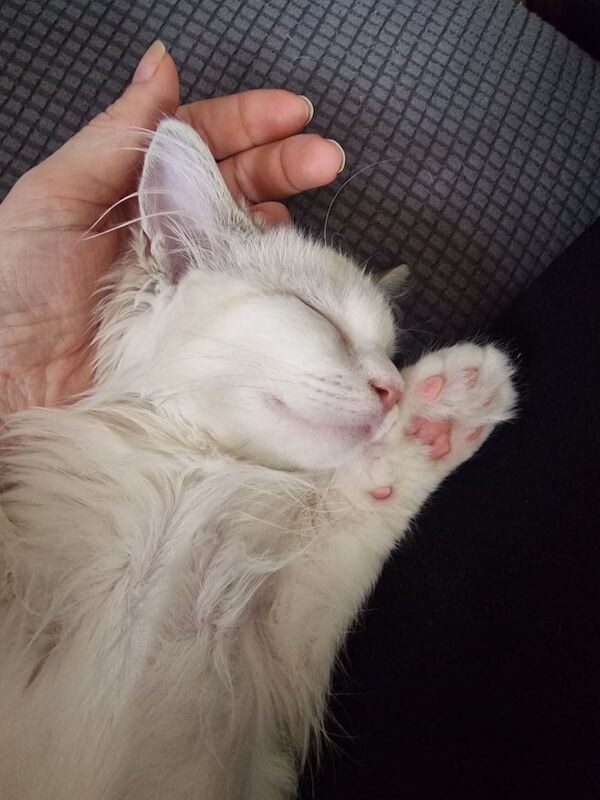 Ragdoll kittens for sale in Sandy, Bedfordshire – 4 months old