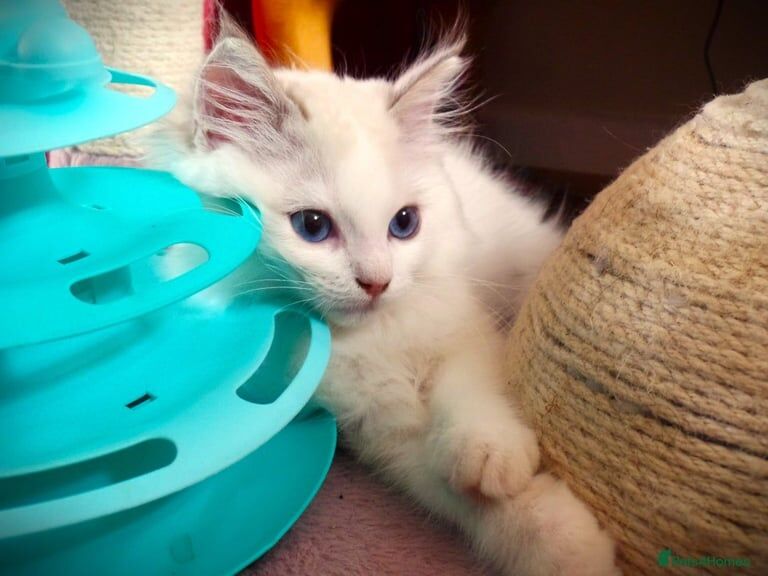Ragdoll kittens for sale in Sandy, Bedfordshire – 4 months old - Image 2 of 3