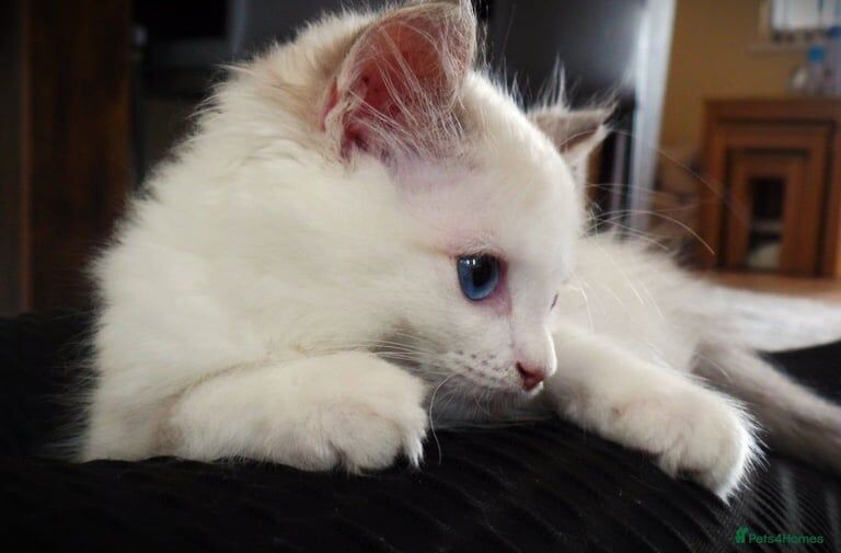 Ragdoll kittens for sale in Sandy, Bedfordshire – 4 months old - Image 3 of 3