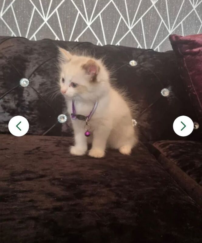 Five Beautiful Ragdoll Kittens for Sale -