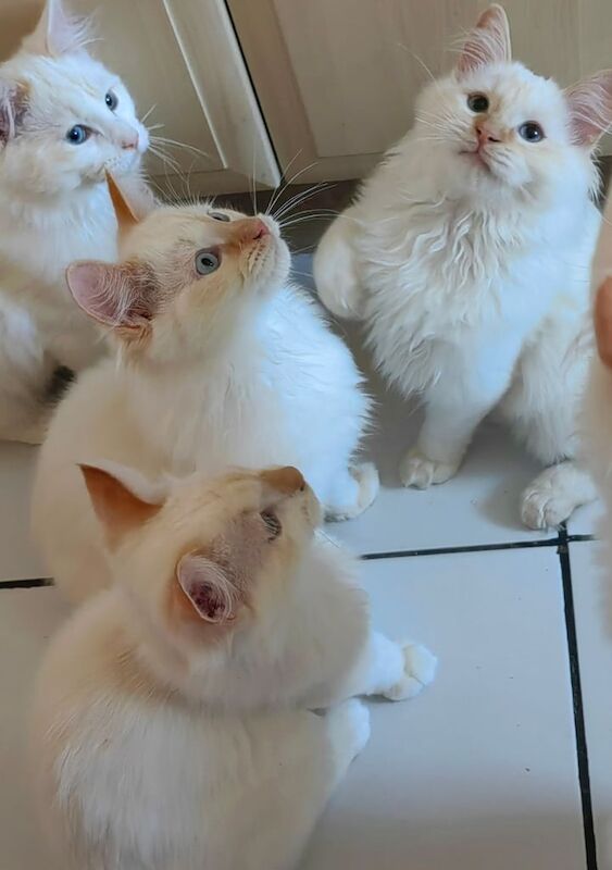Ragdoll kittens for sale in Docklands, Greater London – 3 months old