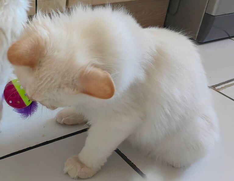 Ragdoll kittens for sale in Docklands, Greater London – 4 months old - Image 2 of 3