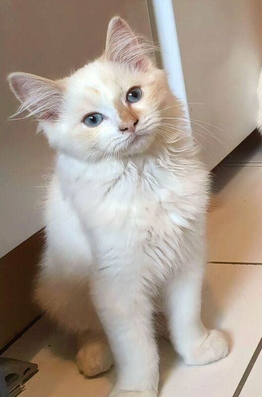 Ragdoll kittens for sale in Docklands, Greater London – 4 months old - Image 3 of 3