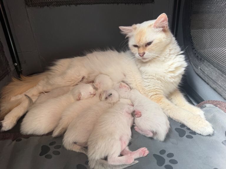Flame and tortie ragdolls