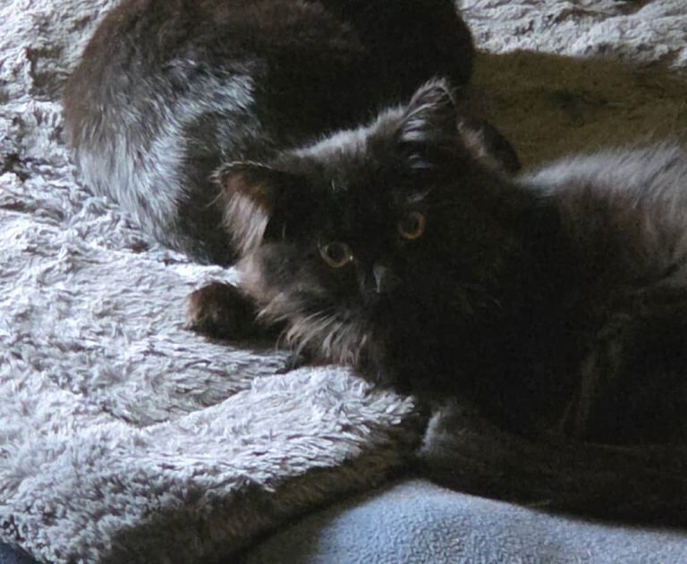 Ragdoll kittens for sale in Bonnyrigg, Midlothian – 11 weeks old