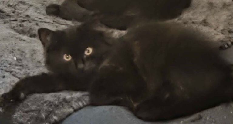 Ragdoll kittens for sale in Bonnyrigg, Midlothian – 11 weeks old - Image 2 of 2