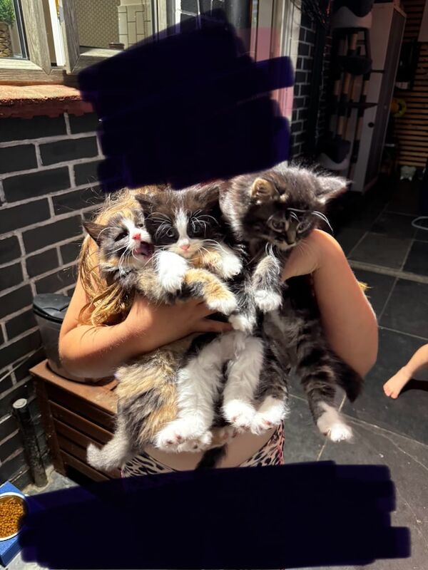 Ragdoll kittens for sale in Bletchley, Buckinghamshire – 11 weeks old - Image 2 of 3