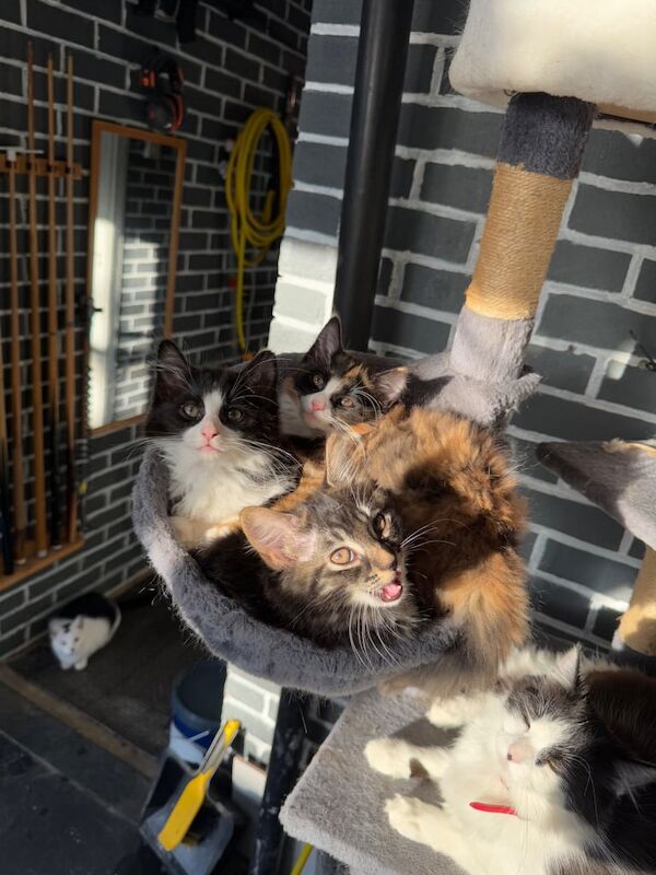 Ragdoll kittens for sale in Bletchley, Buckinghamshire – 11 weeks old - Image 3 of 3