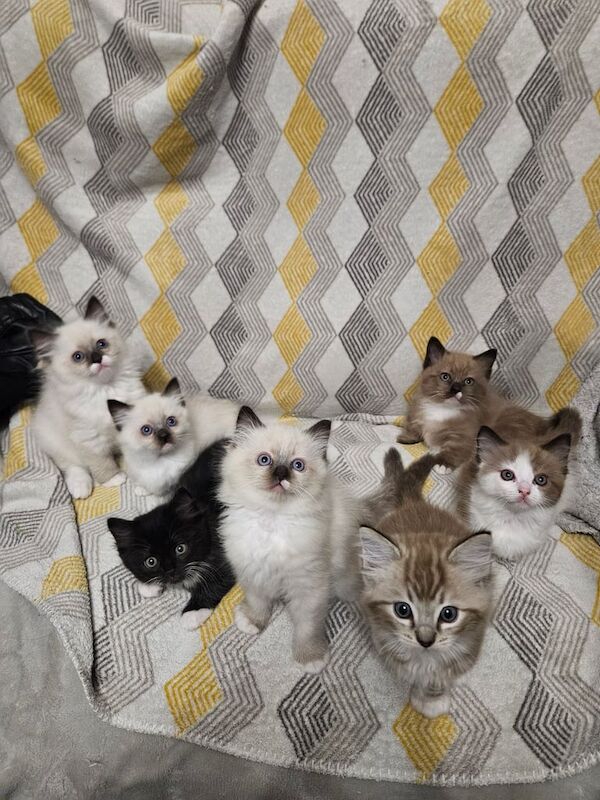Ragdoll kittens for sale in Newtownabbey, County Antrim – 8 weeks old