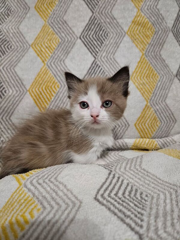 Ragdoll kittens for sale in Newtownabbey, County Antrim – 8 weeks old - Image 2 of 3