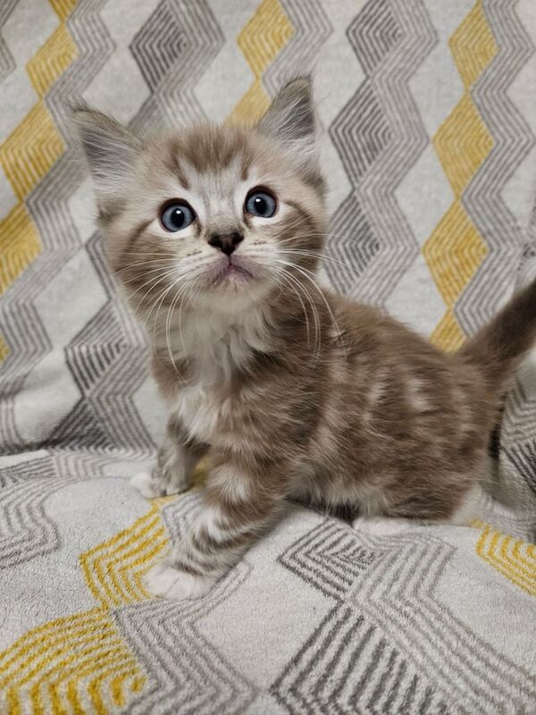 Ragdoll kittens for sale in Newtownabbey, County Antrim – 8 weeks old - Image 3 of 3