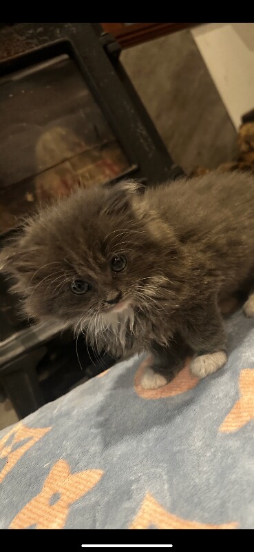 Ragdoll Kittens For Sale Under £300