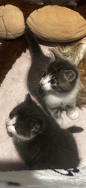 Ragdoll kittens for sale in Turriff, Aberdeenshire – 8 weeks old - Image 2 of 6