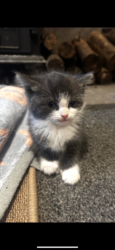 Ragdoll kittens for sale in Turriff, Aberdeenshire – 8 weeks old - Image 3 of 6