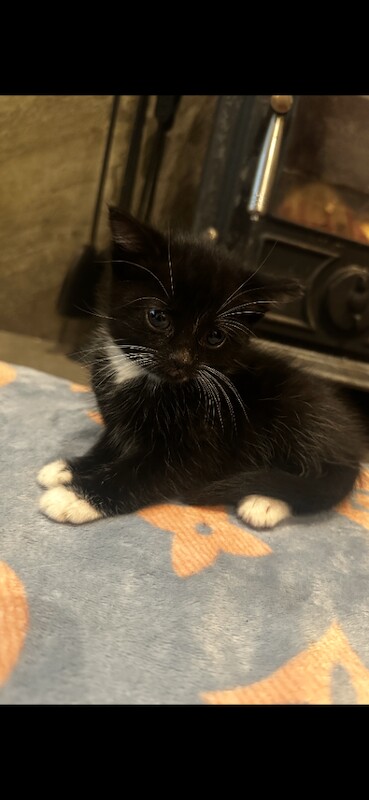 Ragdoll kittens for sale in Turriff, Aberdeenshire – 8 weeks old - Image 4 of 6
