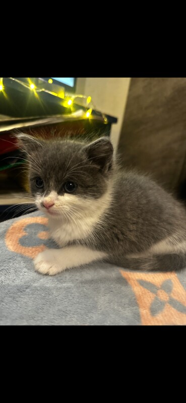 Ragdoll kittens for sale in Turriff, Aberdeenshire – 8 weeks old - Image 5 of 6