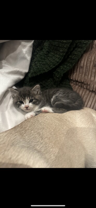 Ragdoll kittens for sale in Turriff, Aberdeenshire – 8 weeks old - Image 6 of 6