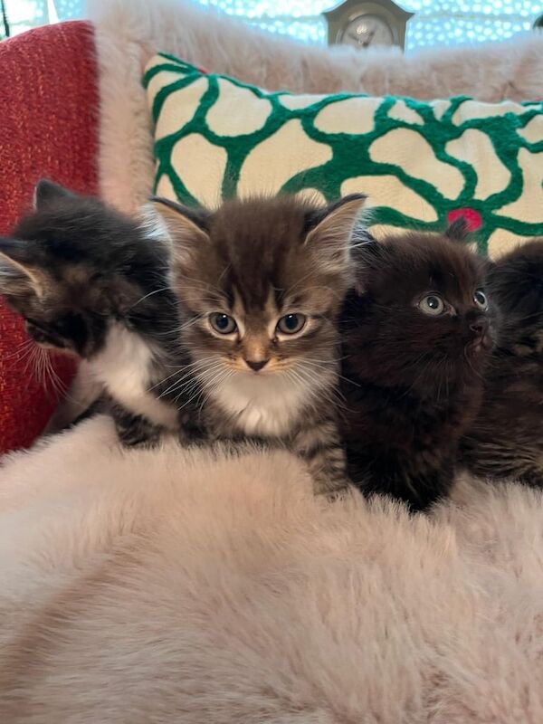 Ragdoll kittens for sale in Derby, Derbyshire – 8 weeks old